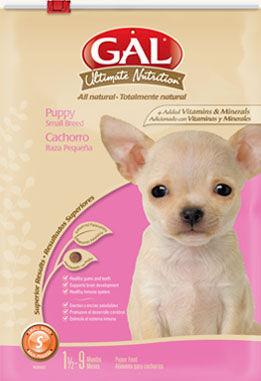 CACHORRO RAZA PEQUEÑA